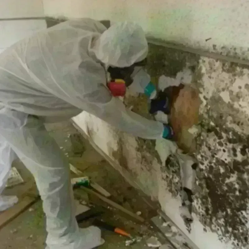 Mold Remediation and Removal in Birmingham, MI